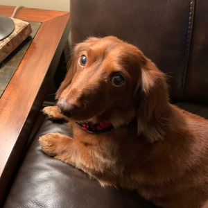 Fundraising Page: Sheila Ciotti